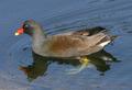 Common Moorhen