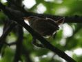 Winter Wren