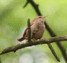 Winter Wren