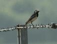 White Wagtail