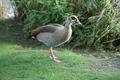 Egyptian Goose