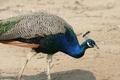 Indian Peafowl