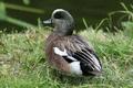 American Wigeon