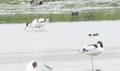 Pied Avocet