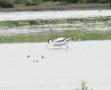 Pied Avocet