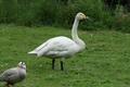 Bewick's Swan