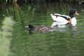 Black-headed Duck