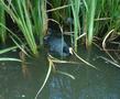 Common Coot