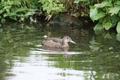 Black-headed Duck