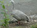 Cape Barren Goose