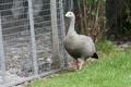 Cape Barren Goose