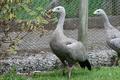 Cape Barren Goose