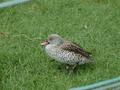 Cape Teal