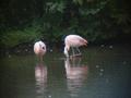 Chilean Flamingo