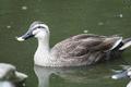 Chinese Spot-billed Duck