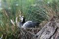 Common Coot