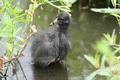 Common Moorhen