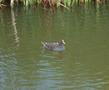 Common Moorhen