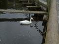 Coscoroba Swan