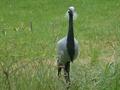 Demoiselle Crane