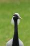 Demoiselle Crane