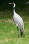 Demoiselle Crane