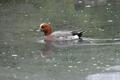 Eurasian Wigeon