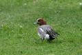 Eurasian Wigeon