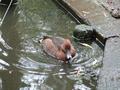 Ferruginous Duck