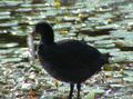 Common Moorhen