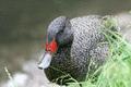 Freckled Duck