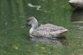 Freckled Duck