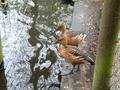 Fulvous Whistling Duck