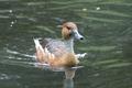 Fulvous Whistling Duck