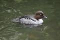 Common Goldeneye