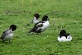 Common Goldeneye