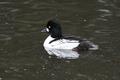 Common Goldeneye