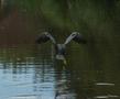 European Shag