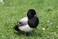 Lesser Scaup