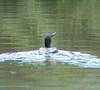 European Shag