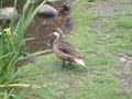 Lesser White-cheeked Pintail