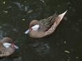 Lesser White-cheeked Pintail