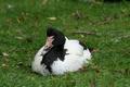 Magpie Goose