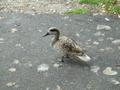 Marbled Teal