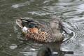 Australasian Shoveler