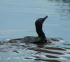 European Shag