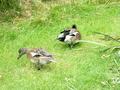 Northern Pintail