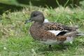 Northern Pintail