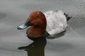 Common Pochard