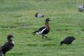 Red-breasted Goose